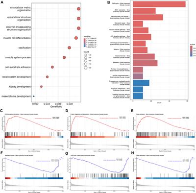 Identification of the miRNA–mRNA regulatory network in a mouse model of early fracture